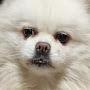 @sevasandydogs1366