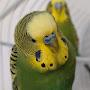 @Judywithbudgies