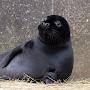 @LoverofSeals