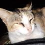 @mukhammadteguh9439