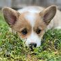 @Dolly_Corgi