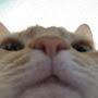 @cat-tr3qu