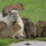 @capybaratherealoneNL