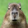 @xCapybaraX