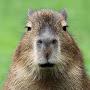 @CapyBaraMan1