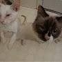 @catmanrescue1