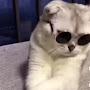 @el_gatito_fricki