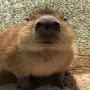 @capybara6157