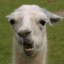 @larryllama5225