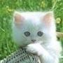 @Funnylittlebrothers.-ty1sn