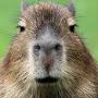 @capybaraplays2327