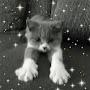 @Cherryblossomicetea11