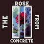 @therosefromconcrete3311