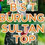 @burungsultantop1560