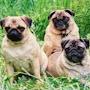 @pug-g6e