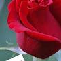 @ilyasuddinahmed9537