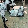 @waqaslivestockinfo6588