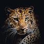 @sachaan11baloch39