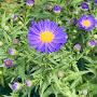 @erdbeerblume5237