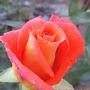 @Olga-ph6oq