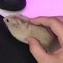 @midas_a_mouse
