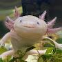 @Axolotl_Lunia
