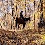 @universalequine8800