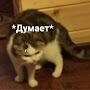 @ilyalubman5274