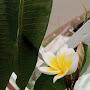 @shahjadimiftahuljannat8803