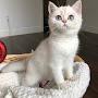 @Frostthescottishfold