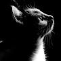 @miron_cat3054