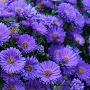 @asteraster6306