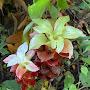 @plantoplant138