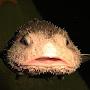 @blobfish7075
