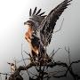 @bahaouiabderrahim1963