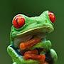@RedTreeFrog123