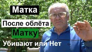 Пасека #119 Эк  Сообщение  / Убивают Матку или Нет /Матка после облёта /Пчеловодство для начинающих