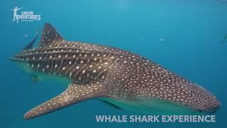 Whale Shark Snorkeling Experience | Cancun Adventures®