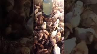 чучаи ломан сенд ломан бравн бравн  фуруши тухми инкубатцени хаст