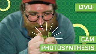 CAM Photosynthesis Simplified