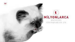 Royal Canin Yavru Kedi Maması