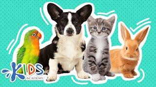 Pets | Learn more about pets for kids | Kids academy