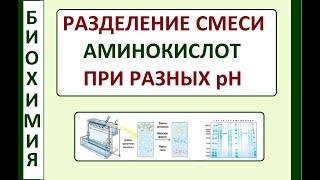 Разделение аминокислот на фракции электрофорезом при разных рН. Биохимия.