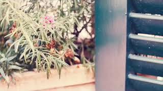 Teaser Mia is Mine! (wattpad version) (English)