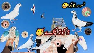 5 Kabootar Pakray  | Number Laga Bacha Pakra  | Sheikhoo Pigeons Club