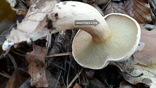 6 edible Suillus (Boletes) species of the weekend