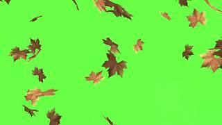 Free Green Screen Background Video | Falling leaves | Free Bacground Video