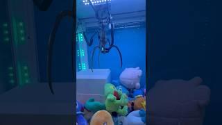 Catching Pokemon, Treecko!