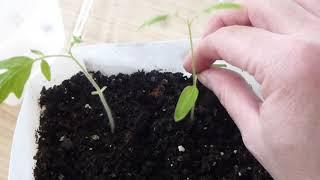 Why you should Remove "Cotyledon" leaves from your Heirloom Tomato Seedlings?