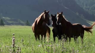 Алтай. Начало начал - Altai is The Beginning